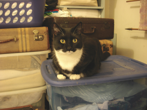 large black and white cat sitting on storage tub, looking very alert