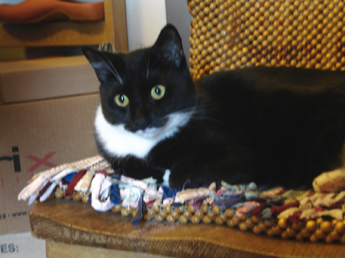 black and white cat sitting on chair