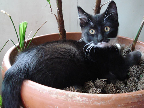 black and white kitten sitting at base of large house plant