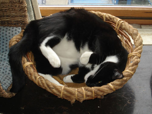 black and white cat asleep in basket near window